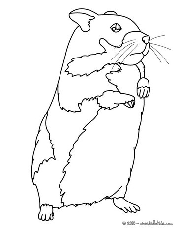 364x470 Hamster Coloring Pages