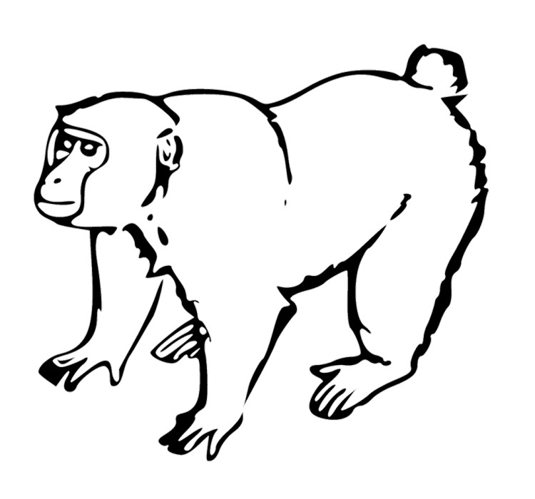 750x700 Coloring Pages Monkey Animal Coloring Pages Kids Coloring