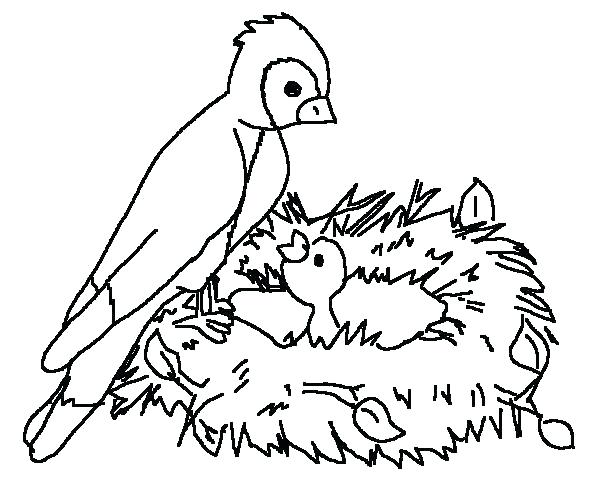 600x500 Coloring Pages Online Hard Bird To Print Desert Birds Big Drawing