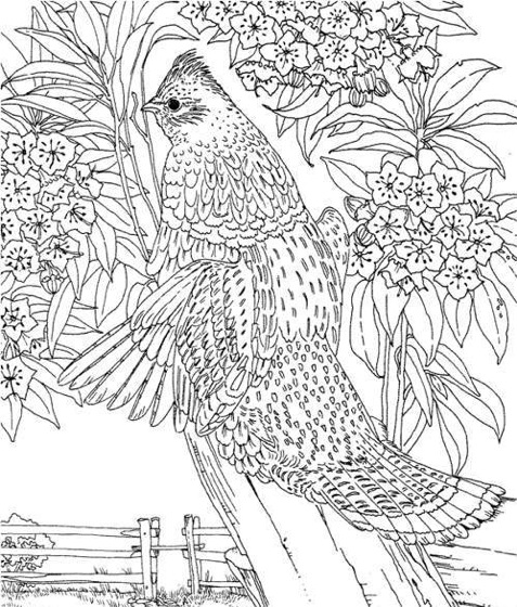 477x560 Coloring Hard. Hard Coloring Pages For Adults Best Coloring Pages