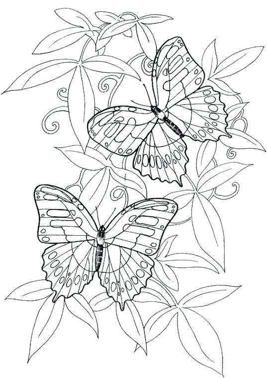 537x760 Butterfly Coloring Pages For Adults Hard Butterflies Coloring