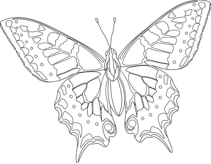 736x573 Butterfly Coloring Pages Online Free Of Butterflies Hard Activity