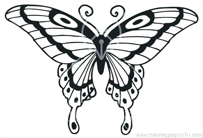 650x442 Butterflies Coloring Pages Butterfly Coloring Pages For Adults