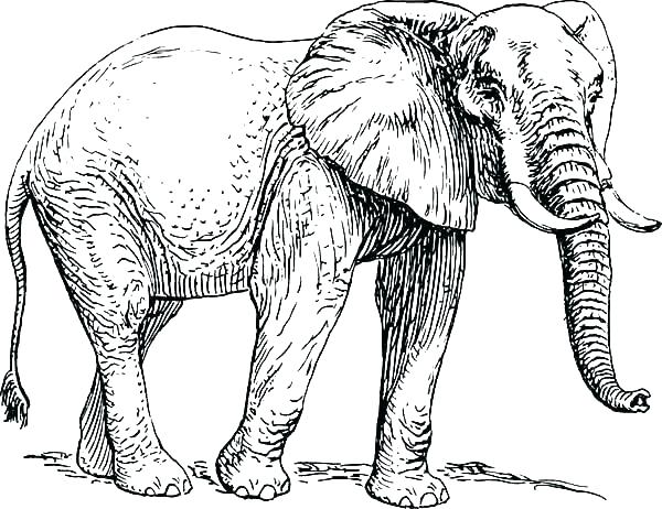 600x462 Coloring Pages Elephants
