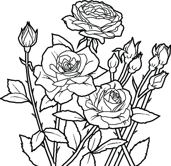 593x577 Hard Flower Coloring Pages Hard Flower Coloring Pages Hard
