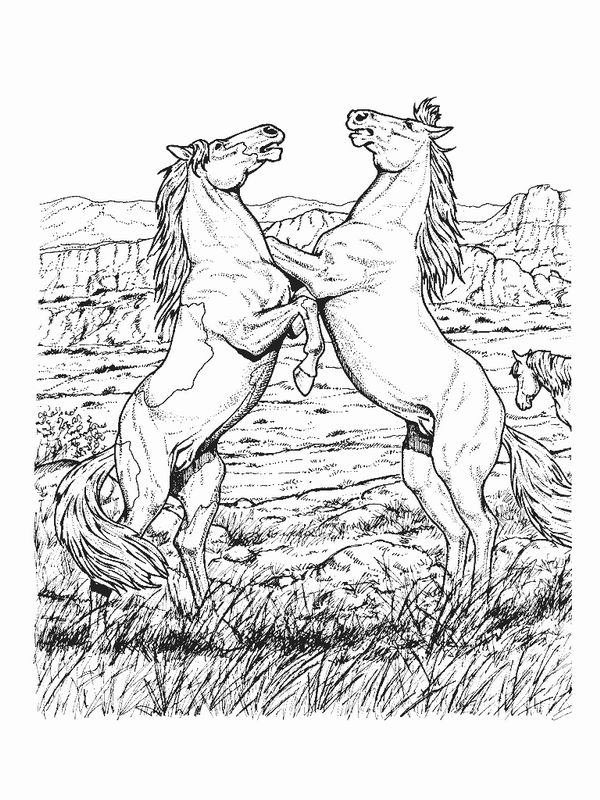 600x800 Wild Horse Coloring Pages 2