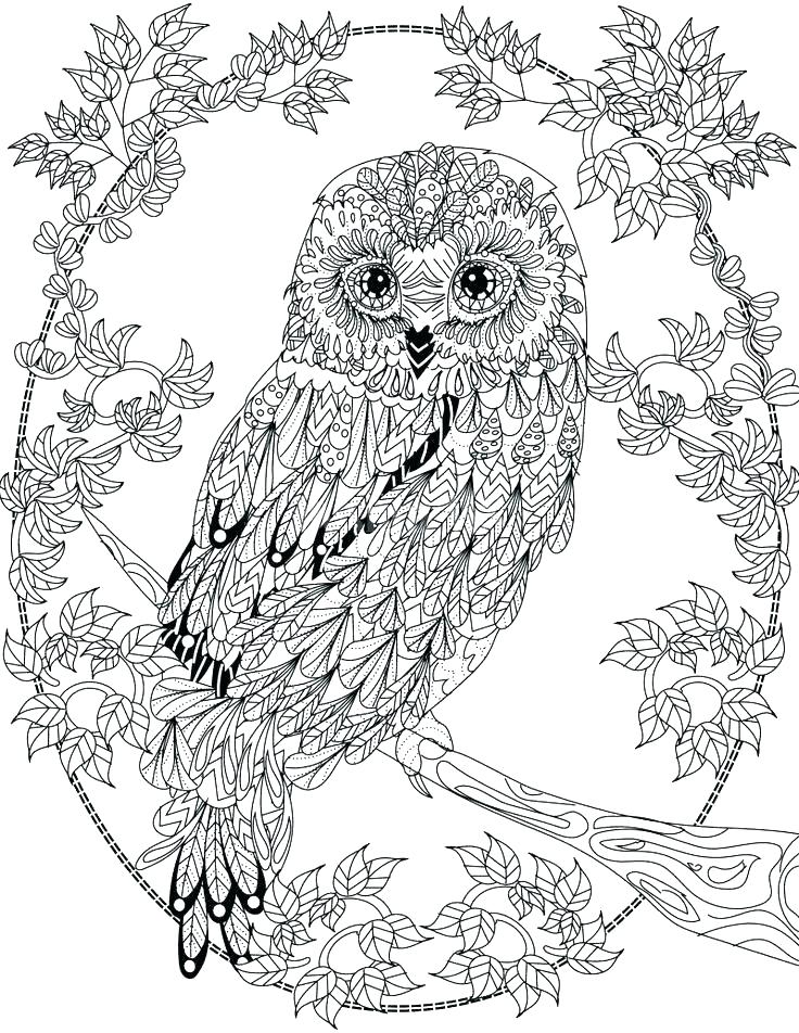 736x952 Hoot Owl Coloring Pages