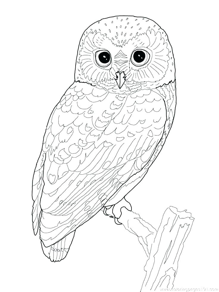736x980 Owl Coloring Page Barn Owl Coloring Page Baby Owl Coloring Page