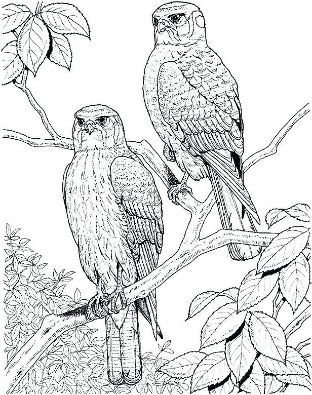 616x780 Loon Coloring Page Hard Coloring Pages Printable Download