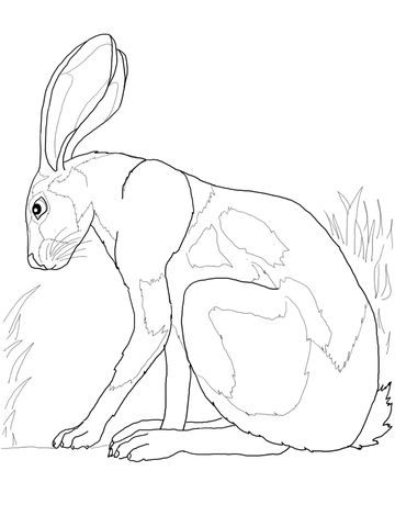 360x480 Desert Hare Coloring Pages Craft Deserts, Rabbit