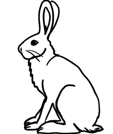 381x450 Hare Coloring Pages