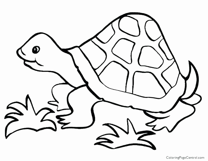 700x541 Tortoise And The Hare Coloring Page Gallery Hare Coloring Pages