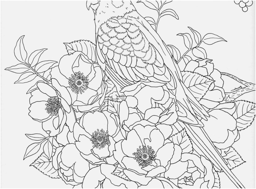 827x609 Nature Coloring Books For Adults Images Harmony Nature Adult