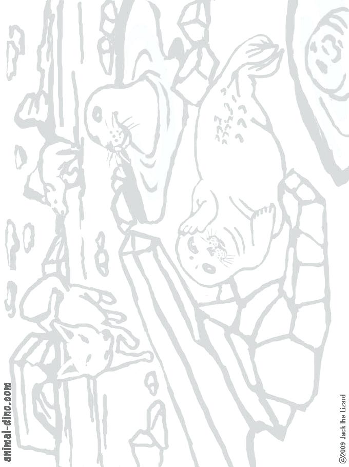 680x910 Harp Coloring Page Harp Seal Coloring Pages