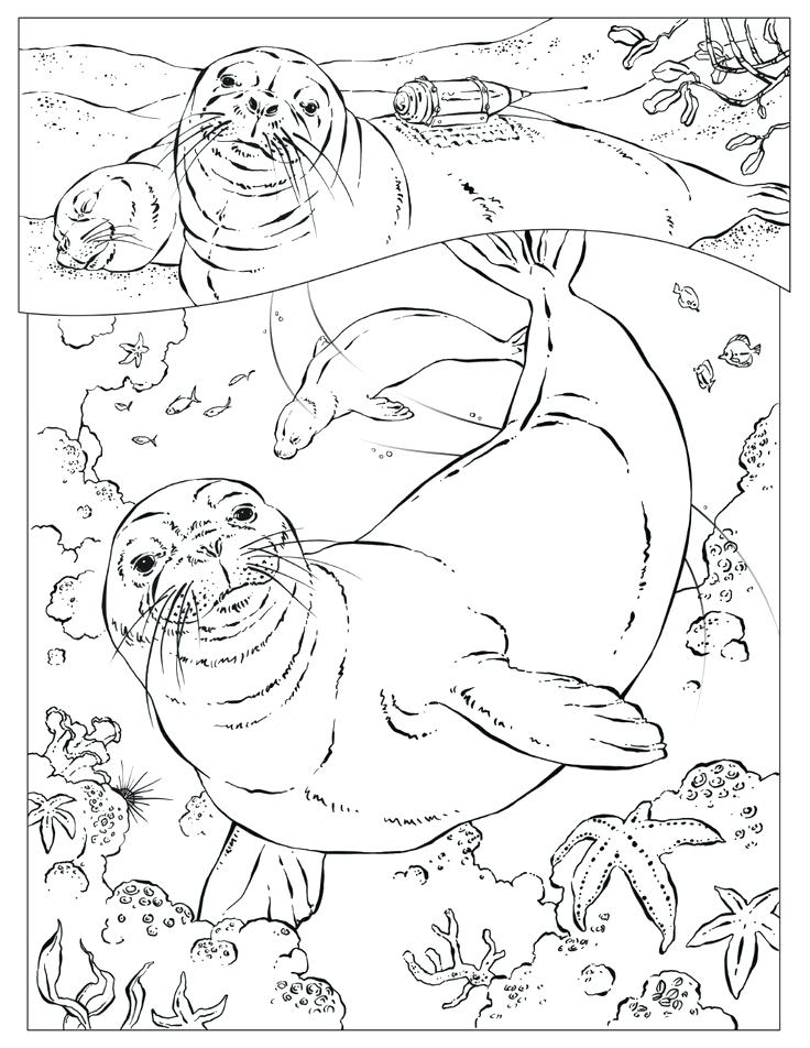 736x952 Harp Seal Coloring Pages Animal Awesome Arctic Animals Page Best