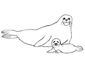 300x225 Monk Seal Colouring Pages For Kids