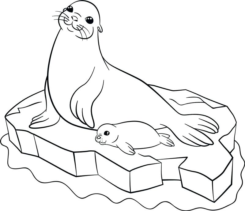 800x689 Baby Seal Coloring Pages Coloring Pages Mother Seal With Her