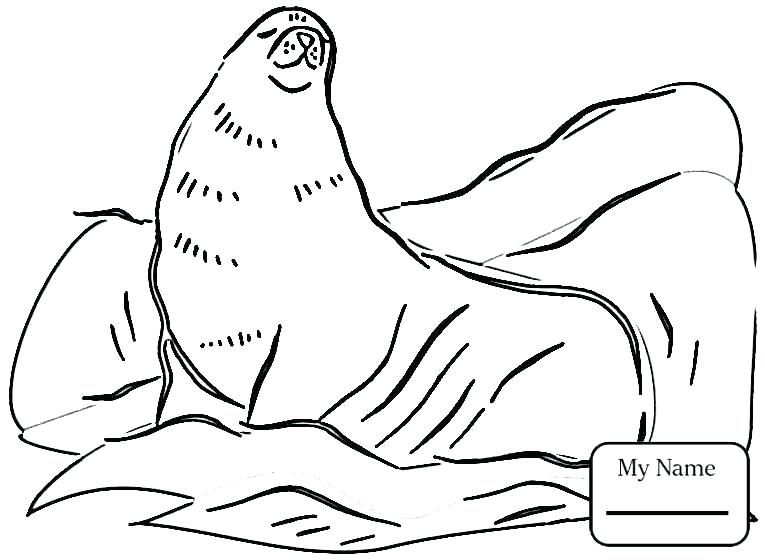 765x560 Seal Coloring Pages Baby Seal Coloring Pages Coloring Pages