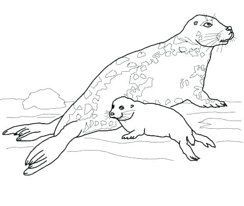 480x405 Baby Seal Coloring Pages Coloring Pages Seals Mammals Cute Harp