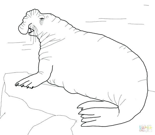615x537 Seal Coloring Pages Seal Coloring Pages Harp Seal Coloring Pages