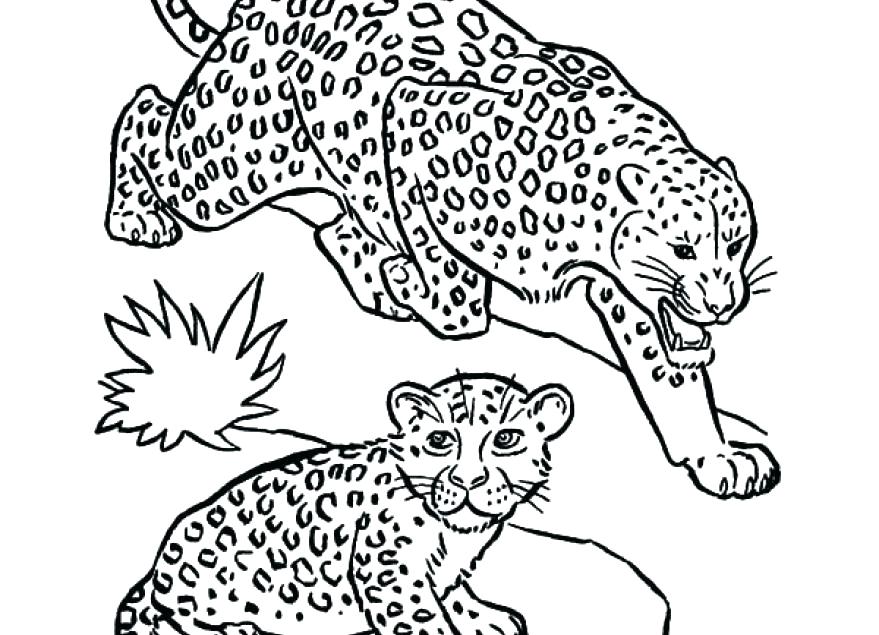 879x635 Baby Seal Coloring Pages Leopard Coloring Pages Baby Snow Leopard