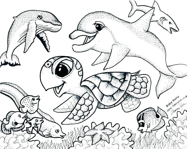 640x509 Baby Seal Coloring Pages Sea Urchin Coloring Page Otter Coloring