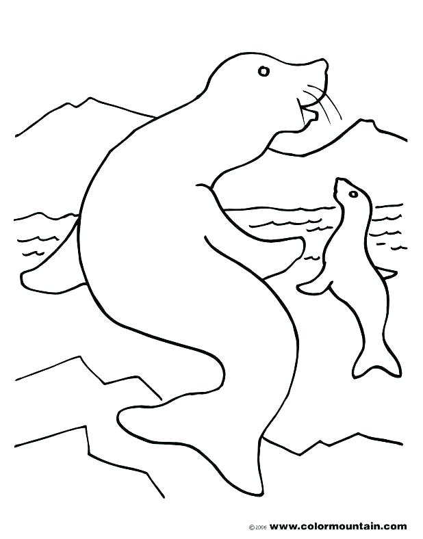 618x788 Baby Seal Coloring Pages Seal Coloring Page Baby Harp Seal