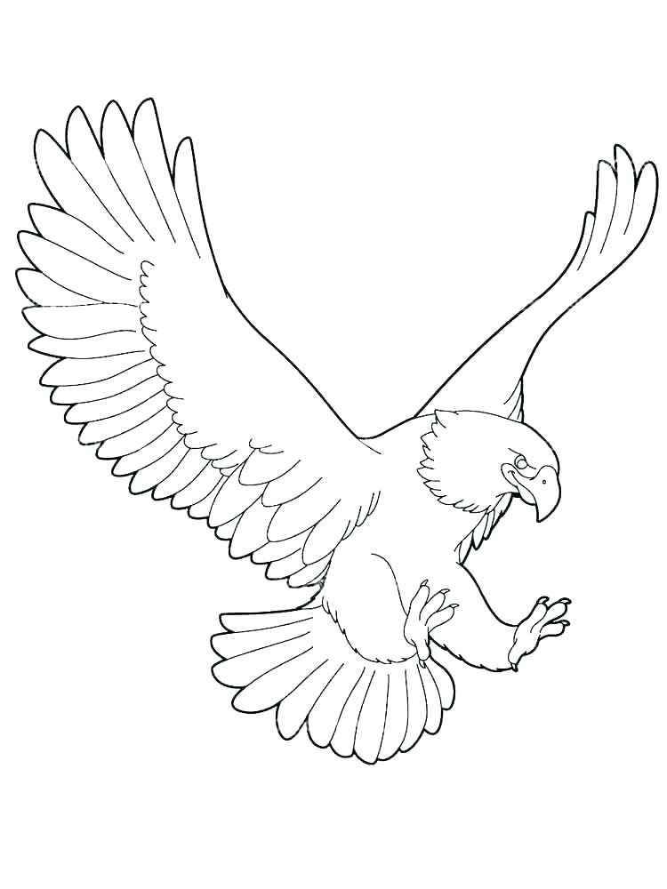 Harpy Eagle Coloring Page