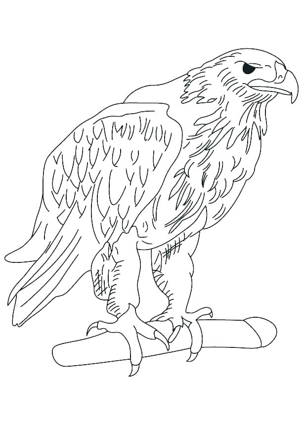 613x860 Harpy Eagle Coloring Page Eagles Coloring Pages Eagle Picture