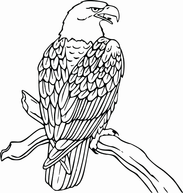 600x635 Harpy Eagle Coloring Page Photos Coloring Pages Eagle Bald Eagle