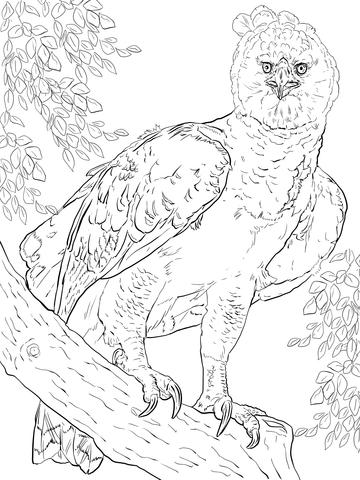 360x480 American Harpy Eagle Coloring Page Klassic Kids