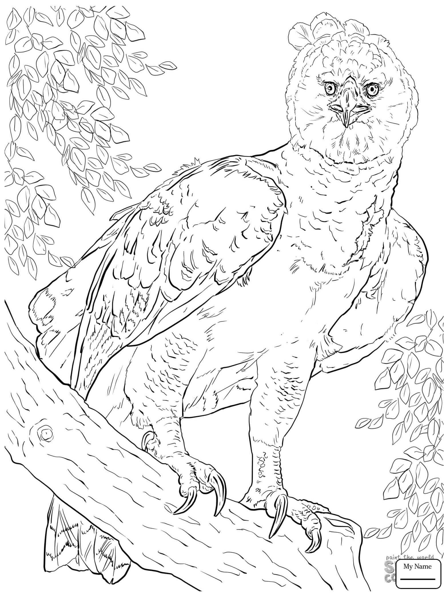 1567x2089 Sure Fire Harpy Eagle Coloring Page Drawing At Getdrawings Com