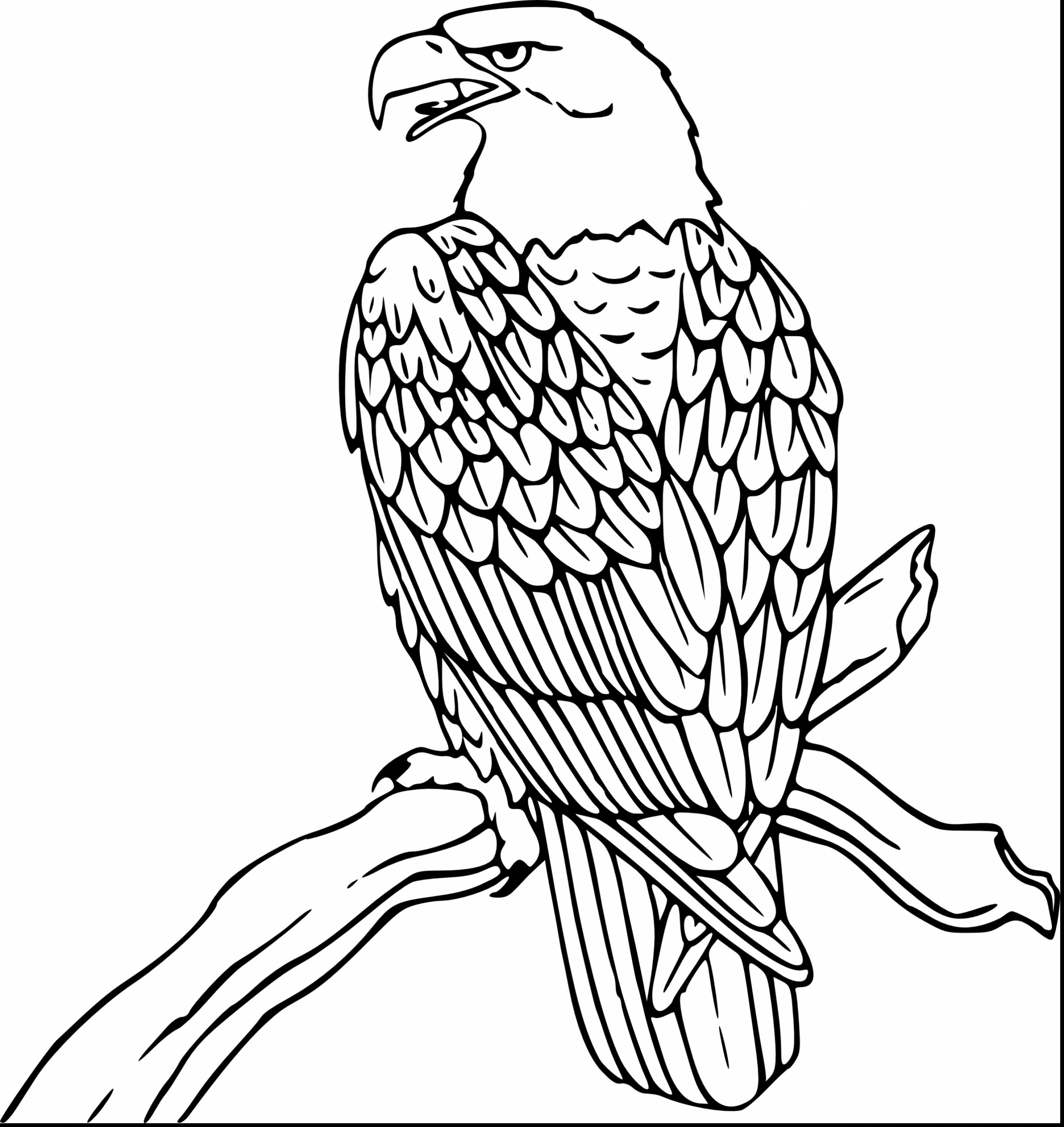 2810x2976 Tremendous Harpy Eagle Coloring Page Drawing At Getdrawings Com