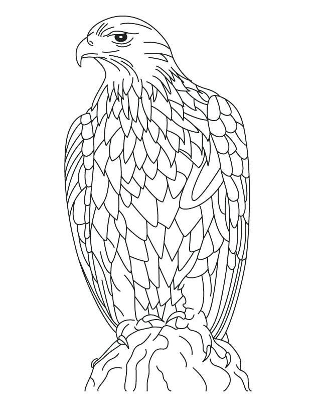 630x810 Bald Eagle Coloring Page Plus Harpy Eagle Coloring Page Bald Eagle