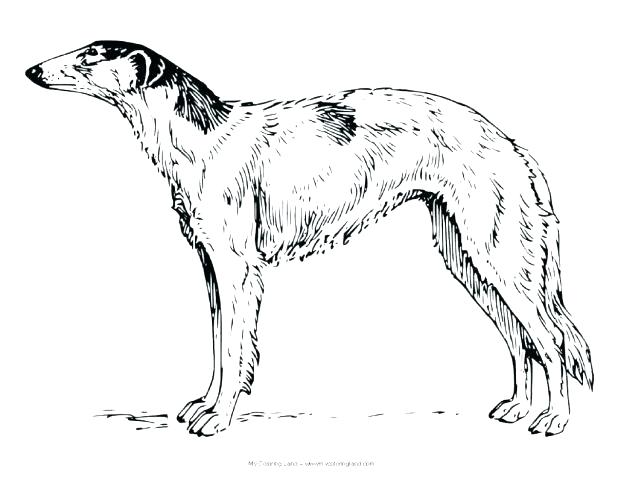 618x477 Coloring Harry The Dirty Dog Coloring Page Pages Printable. Harry