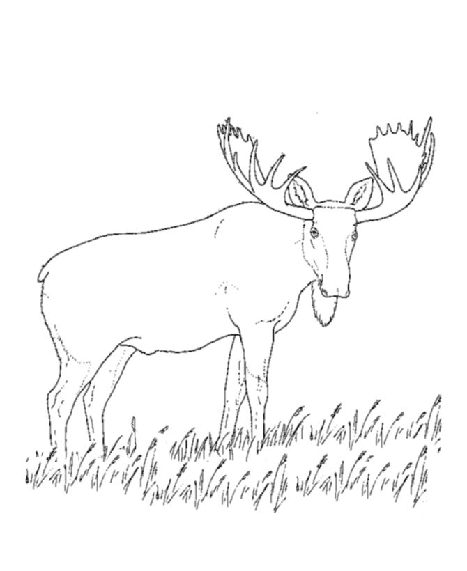 Hatchet Coloring Pages