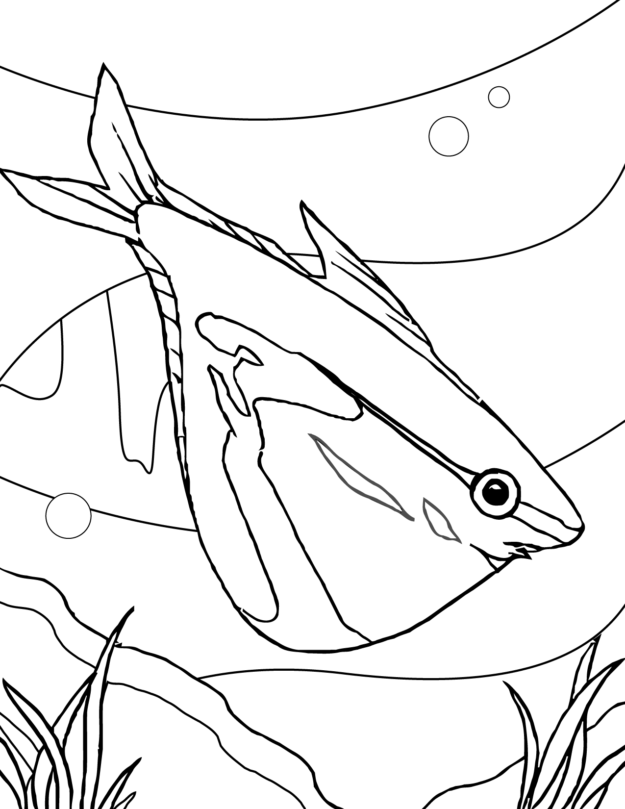 1275x1650 Hatchetfish Coloring Page