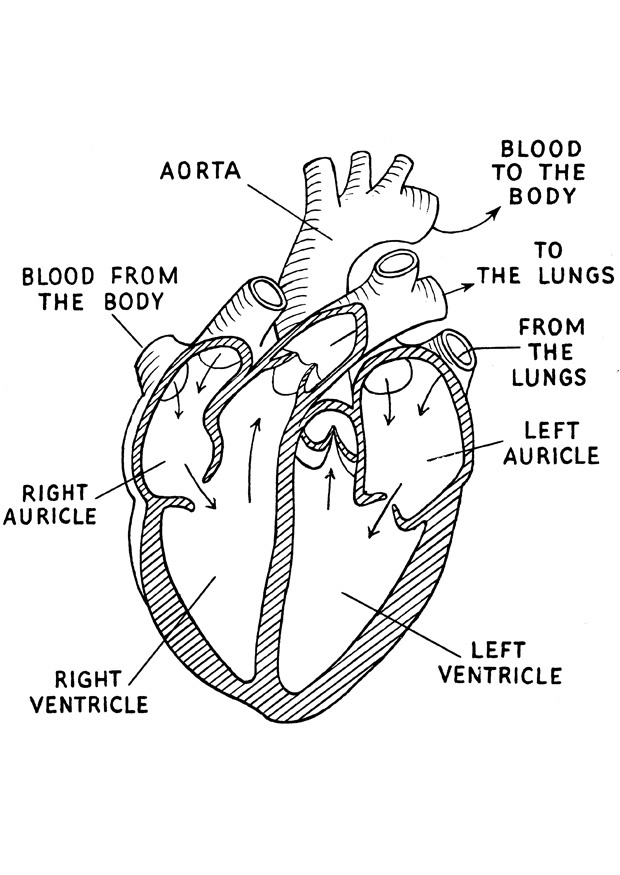 620x875 13 Best Hatchet Study Guide Images On Animal Tracks