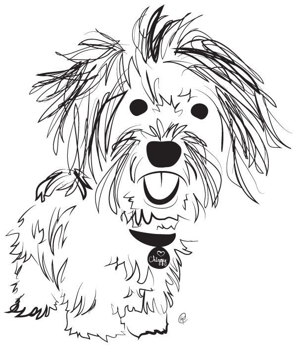 598x700 Havanese