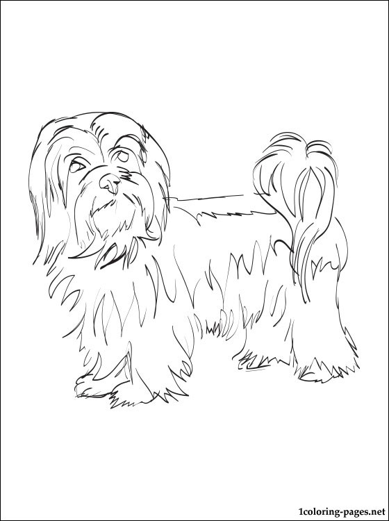 560x750 Havanese Coloring Page Coloring Pages