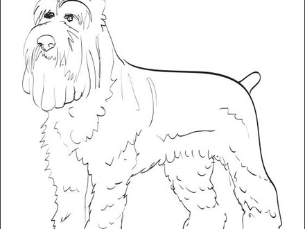 440x330 34 Schnauzer Coloring Pages, Schnauzer Coloring Pages Az Coloring