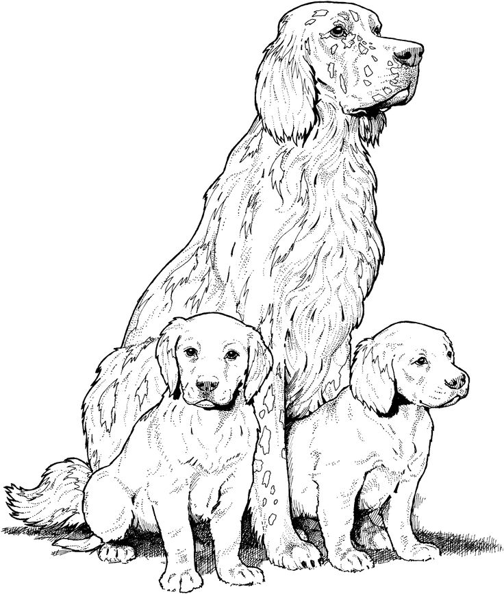 736x867 344 Best Adult Coloring Pages Images On Adult Coloring