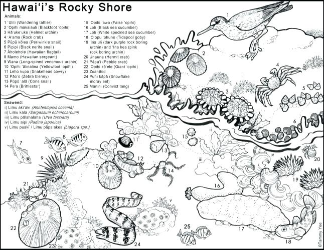 646x500 Hawaiian Coloring Pages This Is Coloring Pages Hawaiian Girl