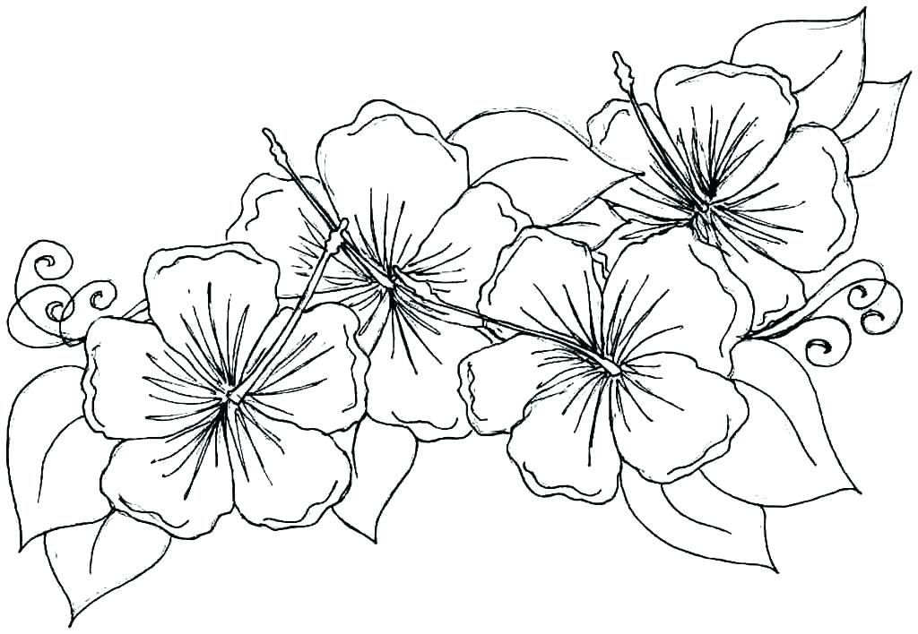 1024x708 Hawaii Coloring Pages Coloring Page Coloring Pages Hawaii Coloring