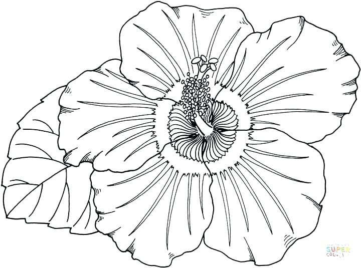 720x535 State Tree Coloring Page Free Printable Coloring Pages State Tree