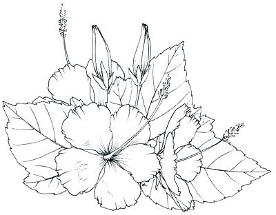 400x312 Hawaiian Flower Coloring Page Flower Coloring Pages Best Of Flower