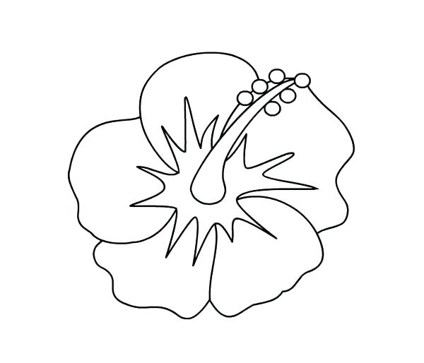 600x514 Hawaiian Flower Coloring Pages Hibiscus Picture Page State Sheets