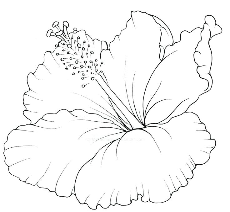 736x676 Hawaiian Flower Coloring Pages Tattoo Hawaii Page Coloring