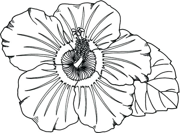 600x445 Hawaiian Flowers Coloring Pages Flower From Coloring Pages Hawaii