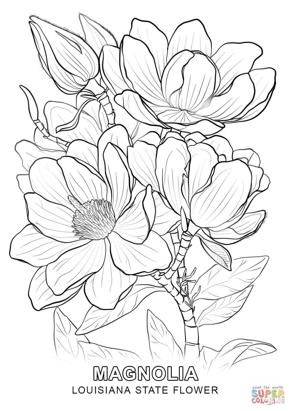 1020x1440 Louisiana State Flower Coloring Page New Coloring Sheets
